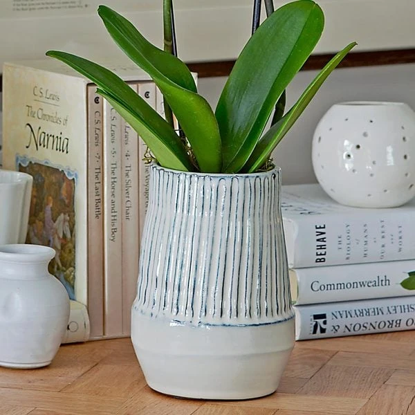 White Moth Orchid In 5½" Ceramic Cachepot - Image 3