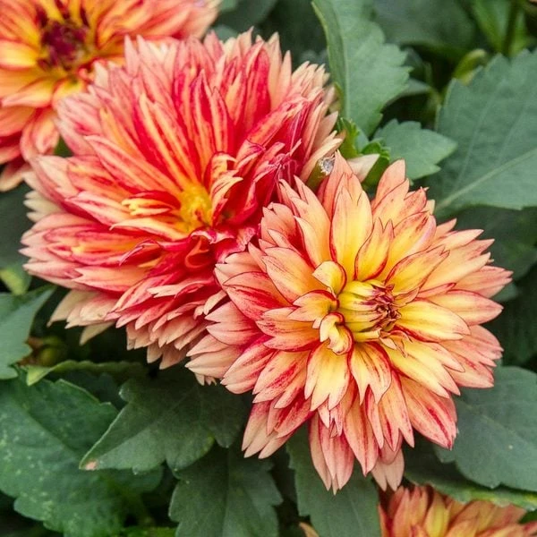 Dahlia 'XXL Tabasco'