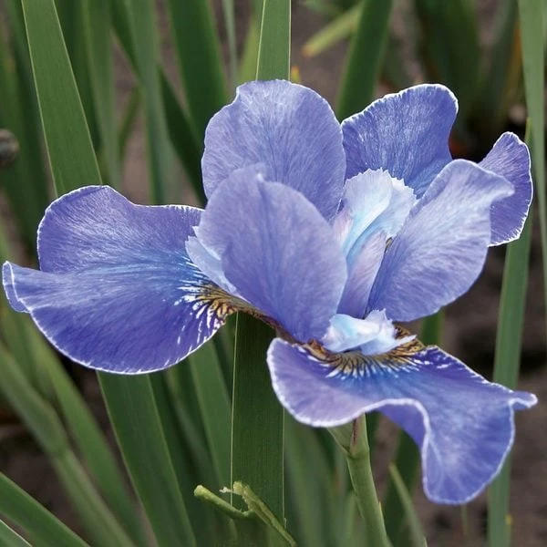 Iris Sibirica 'Silver Edge' - Image 2