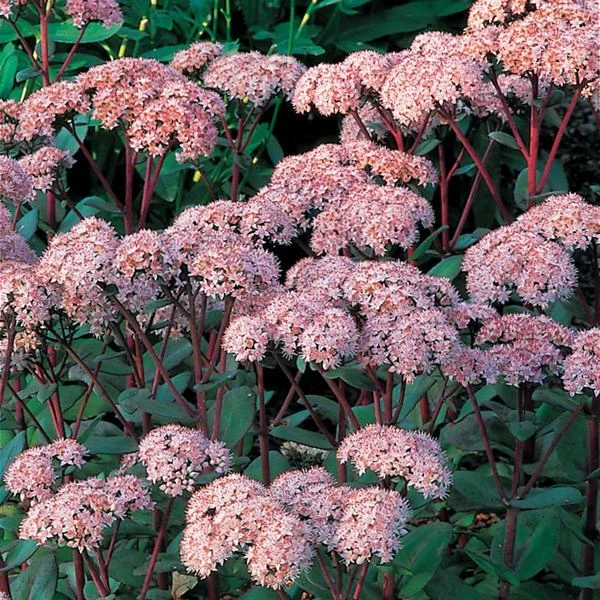 Sedum Telephium 'Matrona' - Image 2
