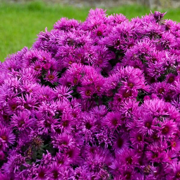 Symphyotrichum Novae-angliae 'Pink Crush' - Image 2