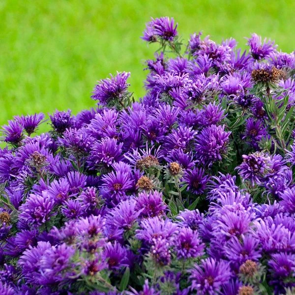 Symphyotrichum Novae-angliae 'Grape Crush' - Image 2