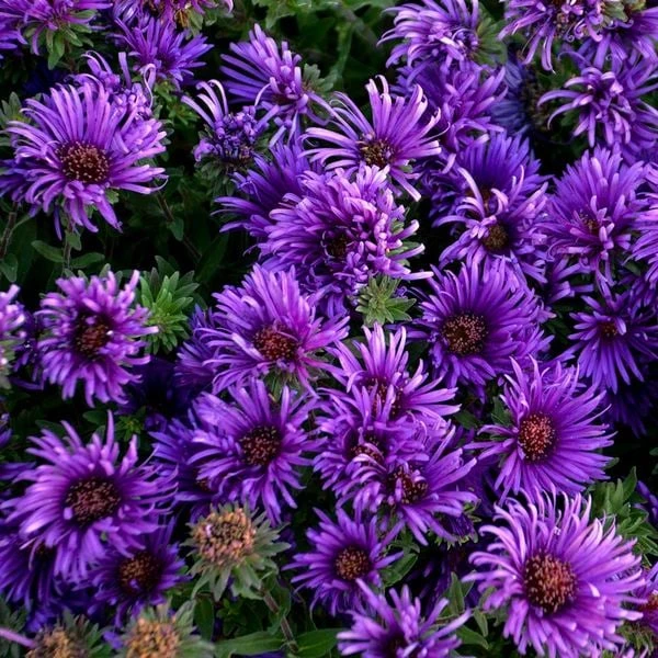 Symphyotrichum Novae-angliae 'Grape Crush' - Image 3