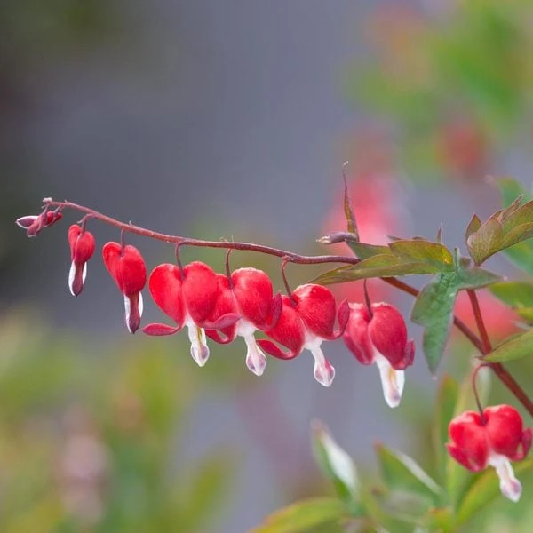 Dicentra Spectabilis Valentine® - Image 2