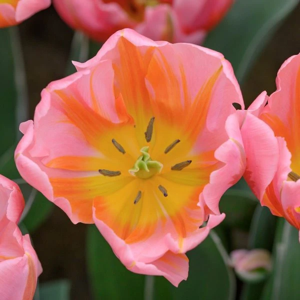 Tulip 'Pretty Princess' - Image 3