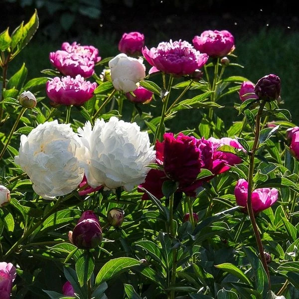 Old-Time Peony Collection - Image 7