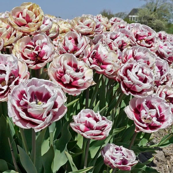 Tulip 'Pistache' - Image 2