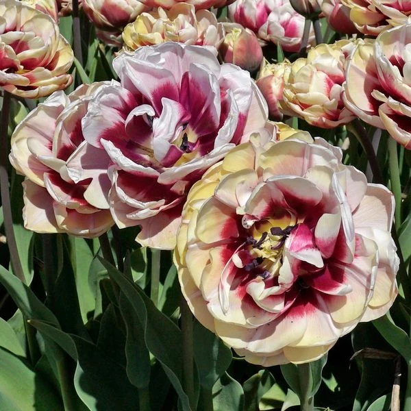 Tulip 'Pistache' - Image 4