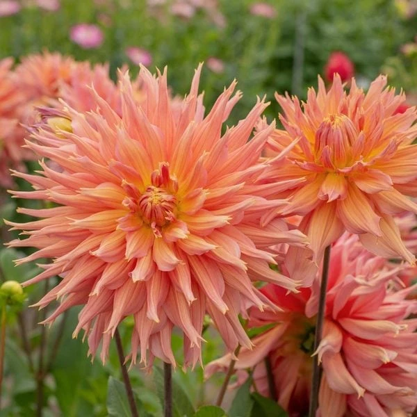 Dahlia 'Omega' - Image 8
