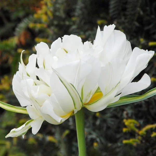 Tulip 'Exotic Emperor' - Image 2