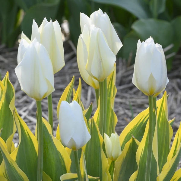 Tulip 'Purissima Blonde'