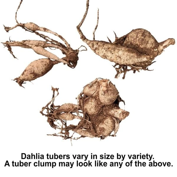 Dahlia 'XXL Tabasco' - Image 4