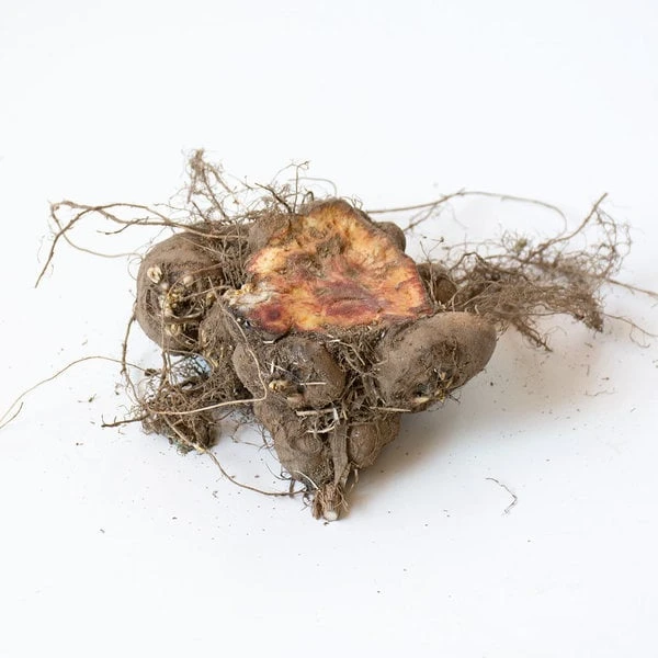 Liatris Spicata 'Kobold' - Image 2