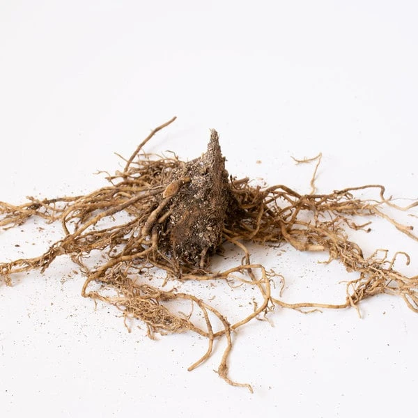 Hosta 'Patriot' - Image 6