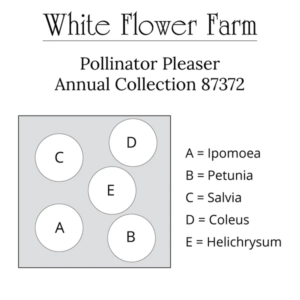 Pollinator Pleaser Annual Collection - Image 7