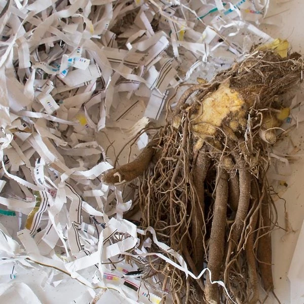 Hemerocallis (Daylily) 'Alabama Jubilee' - Image 3