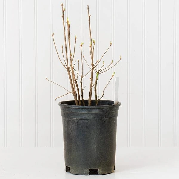 Azalea 'Northern Hi-Lights' - Image 3