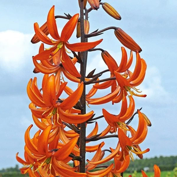 Lilium 'Orange Marmalade' - Image 2