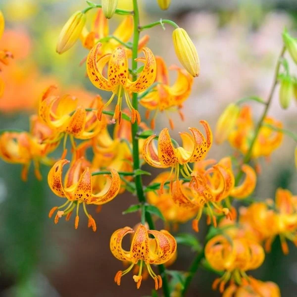 Lilium 'Sunny Morning' - Image 3