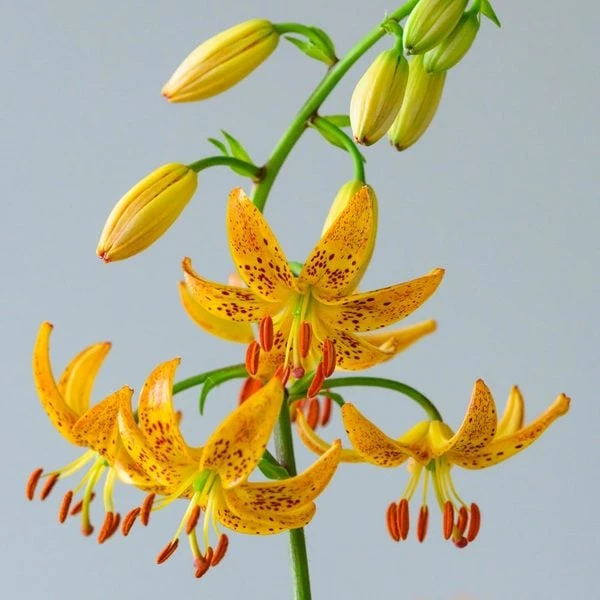 Lilium 'Sunny Morning' - Image 5