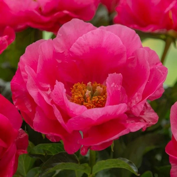 Peony 'Paula Fay' - Image 3