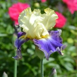 Iris Germanica 'Sunny Glitter'