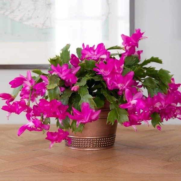 Pink Holiday Cactus In Copper-toned Cachepot - Image 2