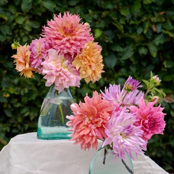 The Big Six Dahlia Collection - Image 7