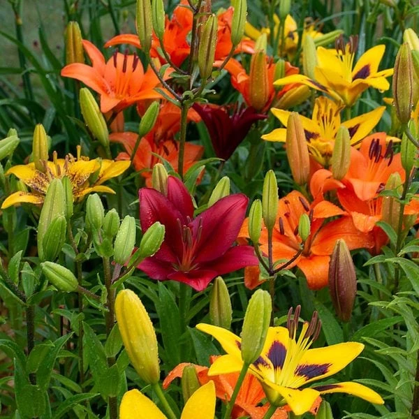 Lilium True Colors Mix For Naturalizing - Image 2
