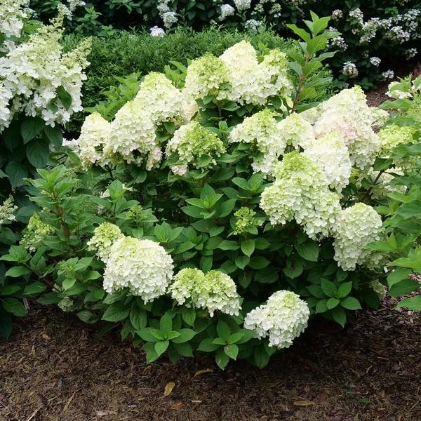 Hydrangea Paniculata Little Lime Punch® - Image 2