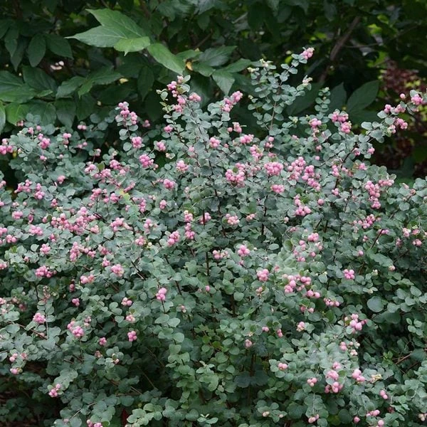 Symphoricarpos Proud Berry® - Image 6