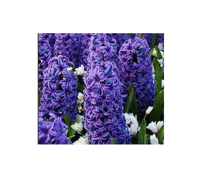 Springtime Sizzle Hyacinth, Forget-me-not & Sedum Collection - Image 3