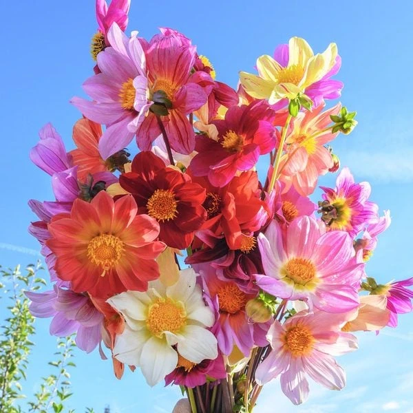 Bee Friendly Dahlia Mix - Image 3