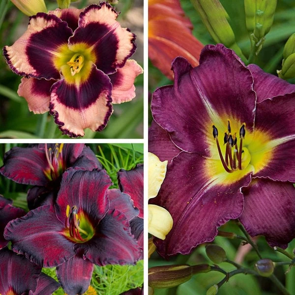 Sultry Eyes Hemerocallis Mix - Image 4