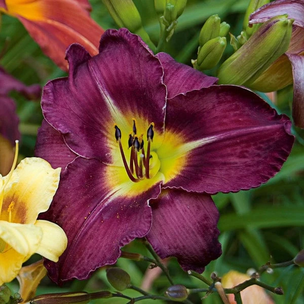 Sultry Eyes Hemerocallis Mix - Image 6