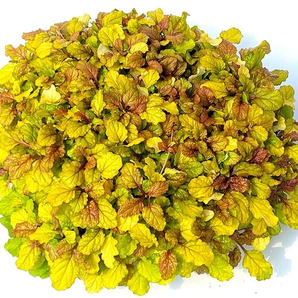 Ajuga Feathered Friends® 'Parrot Paradise' - Image 3