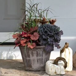 Brandied Peach Fall Collection