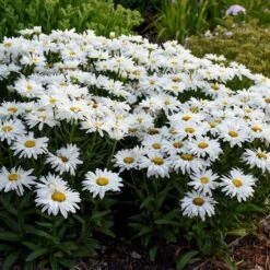 Leucanthemum X Superbum 'Whoops-a-Daisy'