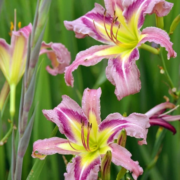 Hemerocallis (Daylily) 'Ocean Spirit' - Image 2