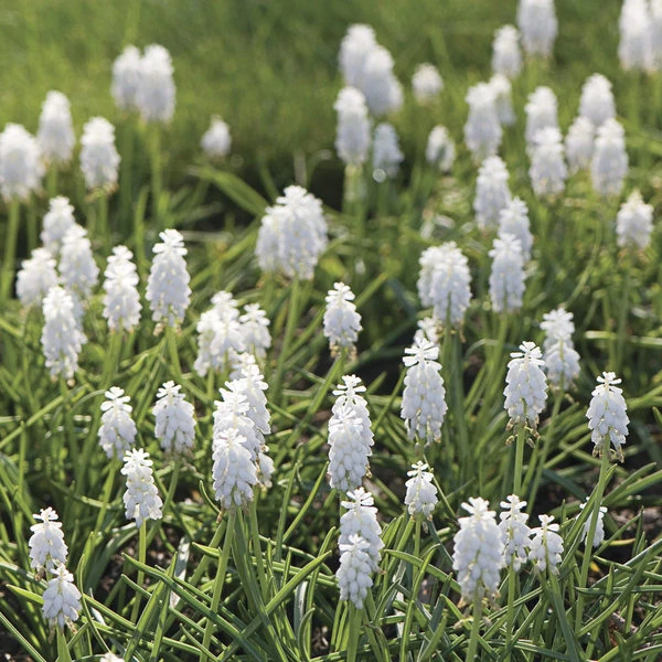 Muscari Botryoides 'Album' - Image 3