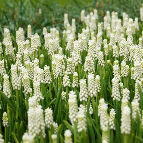 Muscari Botryoides 'Album'