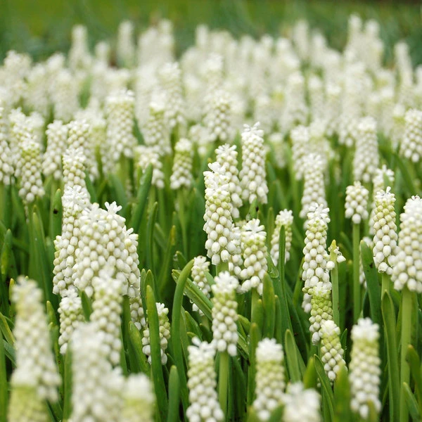 Muscari Botryoides 'Album' - Image 2