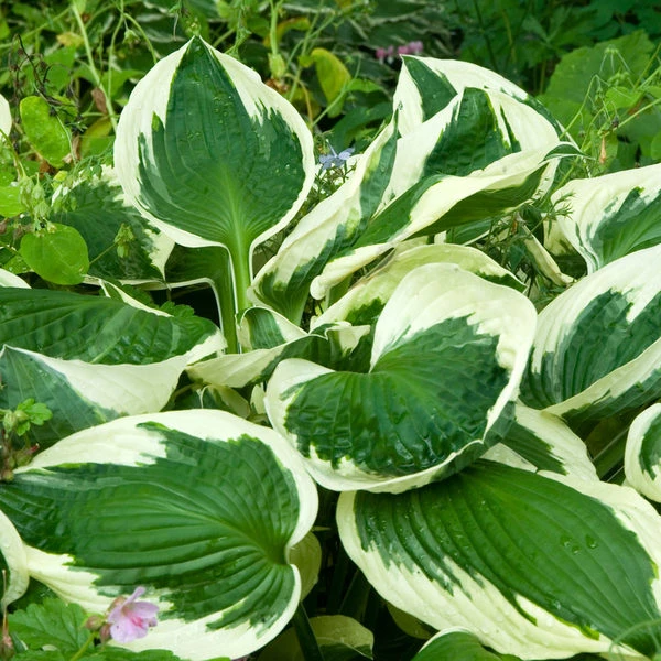 Hosta 'Patriot' - Image 3