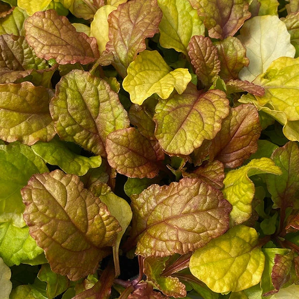 Ajuga Feathered Friends® 'Parrot Paradise' - Image 2