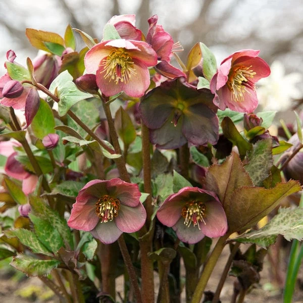 Helleborus Frostkiss® Penny's Pink - Image 4
