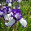 Iris Germanica 'Presby's Crown Jewel' - Reblooming