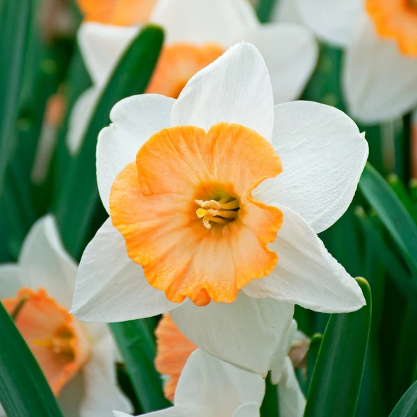Narcissus 'Chromacolor' - Image 2