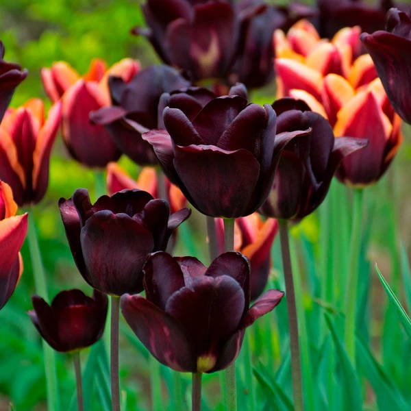 Tulip 'Ronaldo' - Image 2