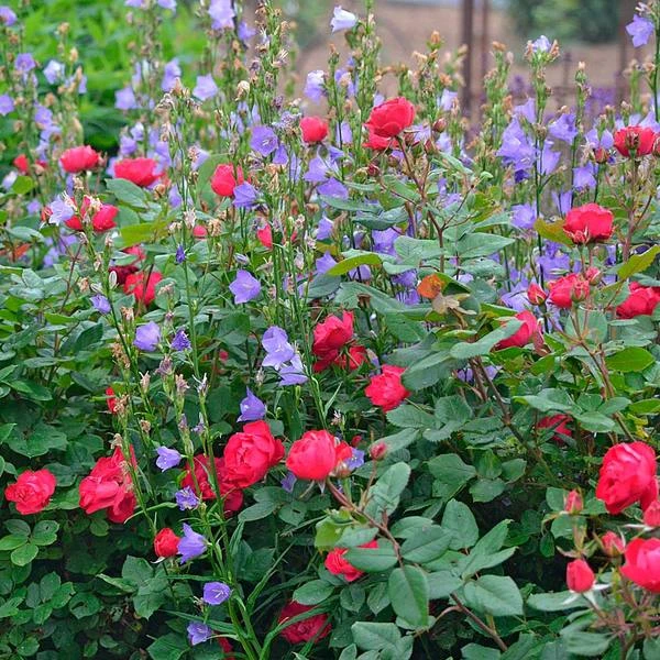 Rose Oso Easy® Double Red - Image 4