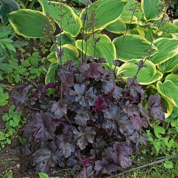 Heuchera 'Obsidian' - Image 4